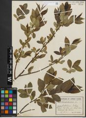 Foto von Salix pentandra L.